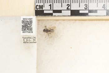 Media type: image;   Entomology 775878 Aspect: Labels
